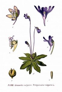 208_Pinguicula_vulgaris_L